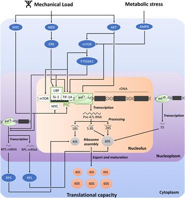 Does the blunted stimulation of skeletal muscle protein synthesis by aging in response to mechanical load result from impaired ribosome biogenesis?